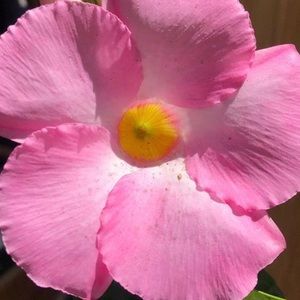 Meet your Posher, Andrea